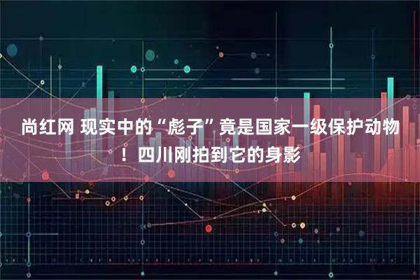 尚红网 现实中的“彪子”竟是国家一级保护动物！四川刚拍到它的身影