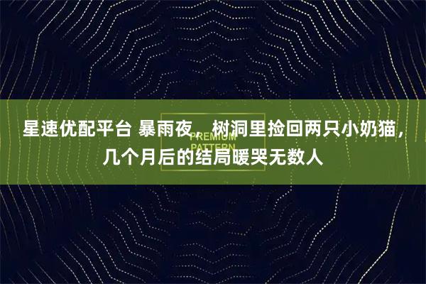 星速优配平台 暴雨夜，树洞里捡回两只小奶猫，几个月后的结局暖哭无数人