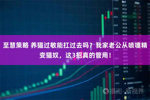 至慧策略 养猫过敏能扛过去吗？我家老公从喷嚏精变猫奴，这3招真的管用！
