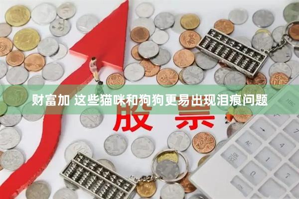 财富加 这些猫咪和狗狗更易出现泪痕问题